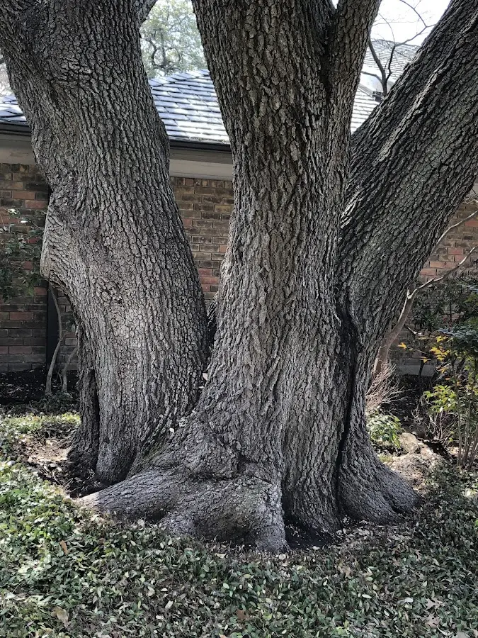 Mature heritage tree close to a Menominee property cared for by certified arborists